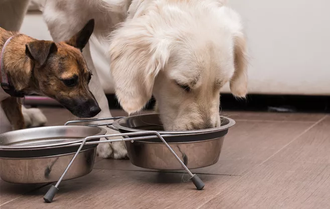 Hunde fressen aus Napf
