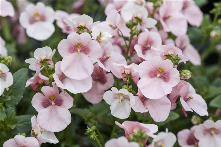 Diascia