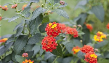 Lantana Camara Stamm Lantana Camara Stamm