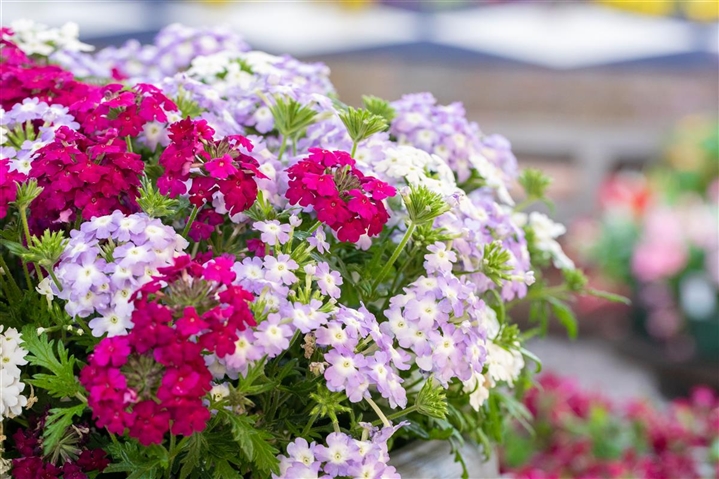 Verbena Hybriden - Trio