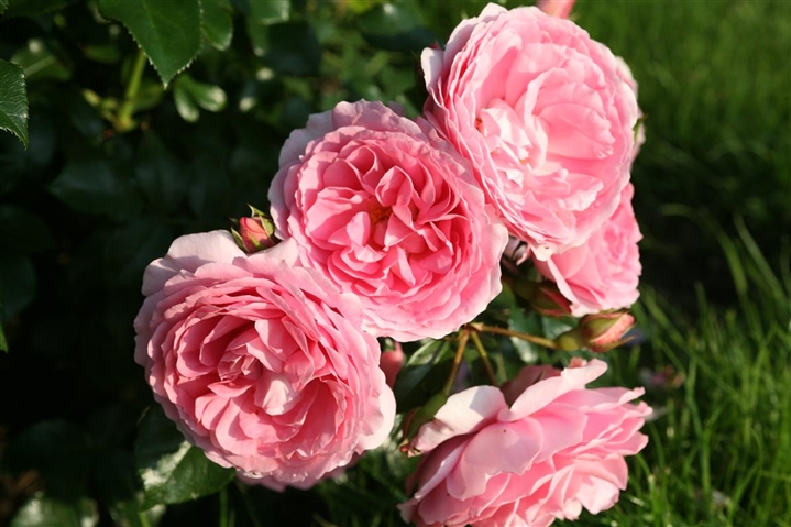 Rosa Leonardo Da Vinci