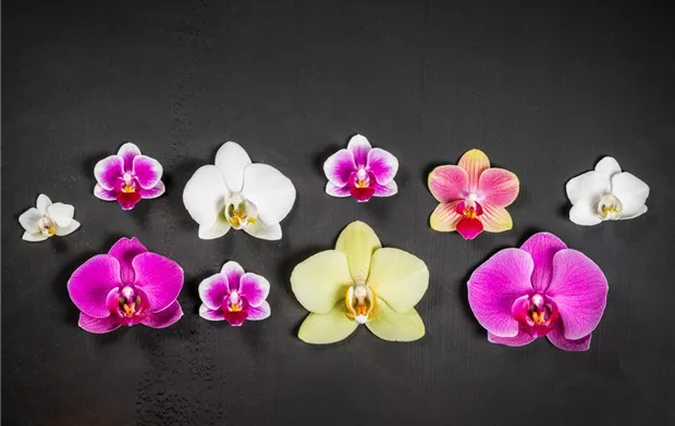 Blüten von verschiedenen Orchideen