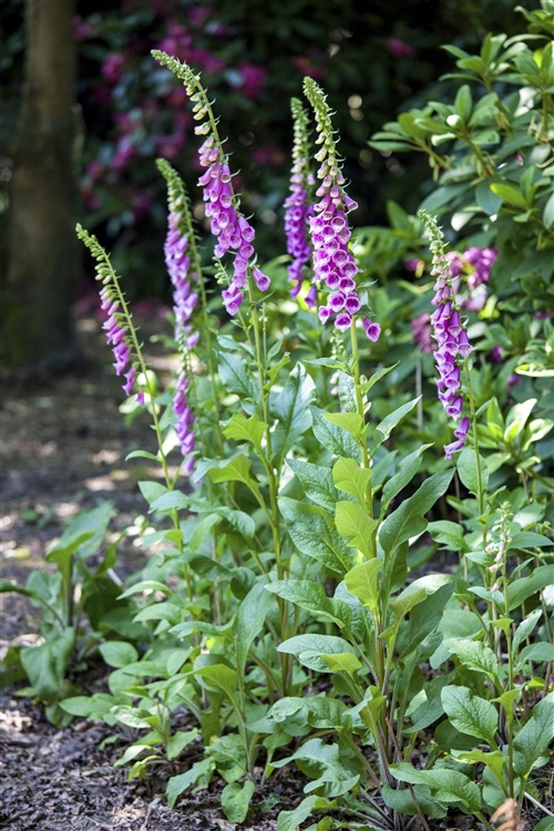 Digitalis