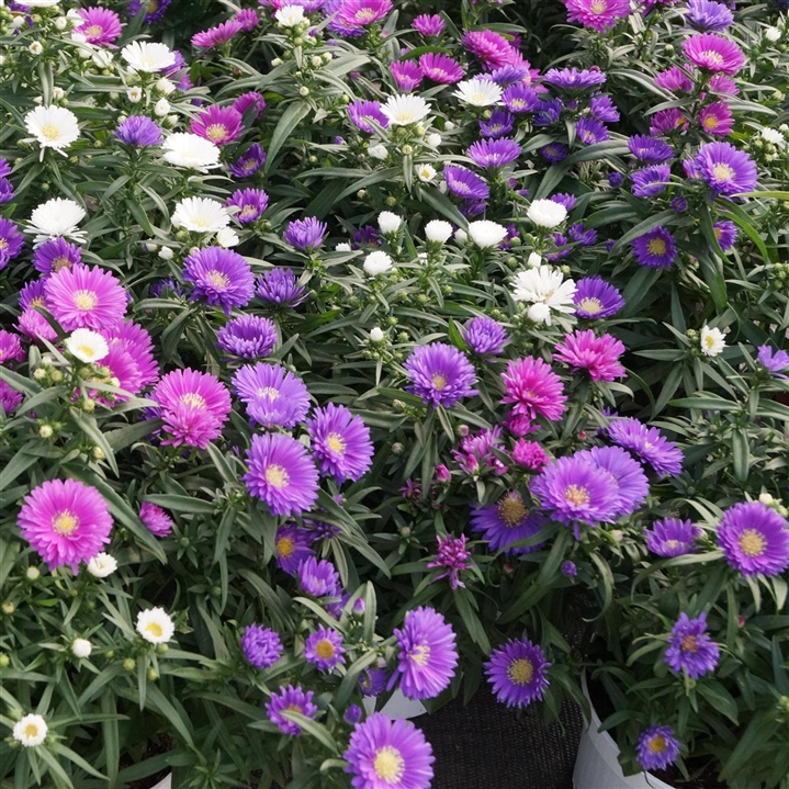 Aster novi belgi Trio