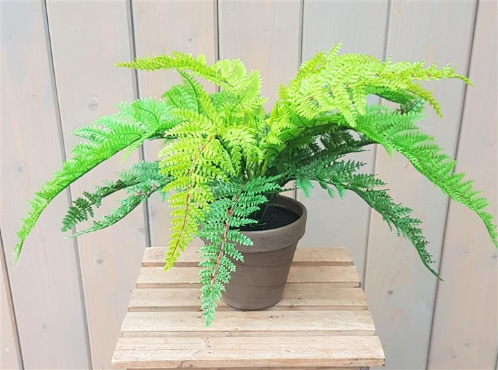 MICA Farn im Topf Höhe 40cm