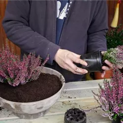 Knospenheide - Einpflanzen in ein Gefäß (thumbnail)
