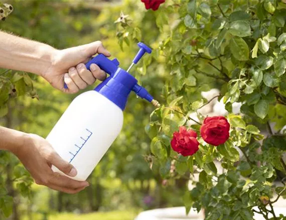 Pflanzenschutzmittel auf Rosen sprühen (GS593281.jpg)