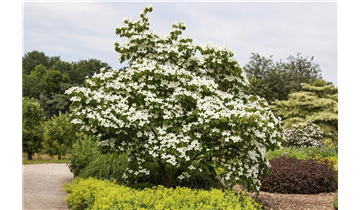 Cornus florida