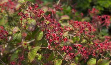 Viburnum plicatum 'Watanabe'
