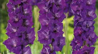 top-10-sommer-blumenzwiebeln-gladiolen-purple-flora-weingaaertner-gartencenter.jpg