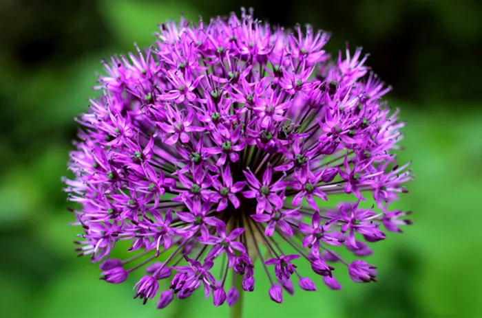 Allium-aflatunense-Purple-Sensation.png