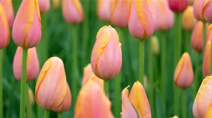 tulipa-lachs-orange.png