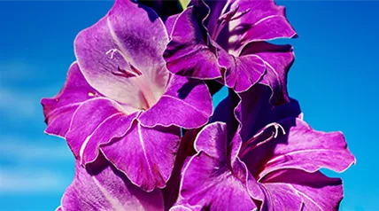gladiolus-purple-flora.png