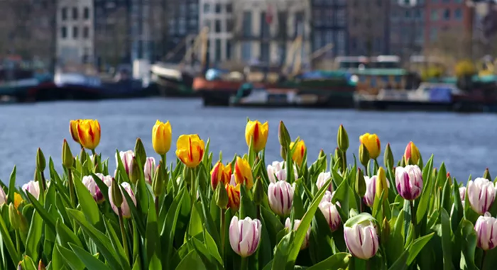 Tulpen-Amsterdam.png