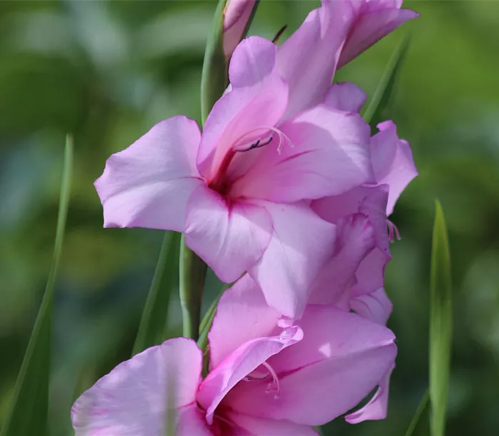 gladiolen-gladiolus.png