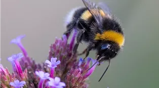 EISENKRAUT bumblebee-g1d2e3ceb5_1920.jpg
