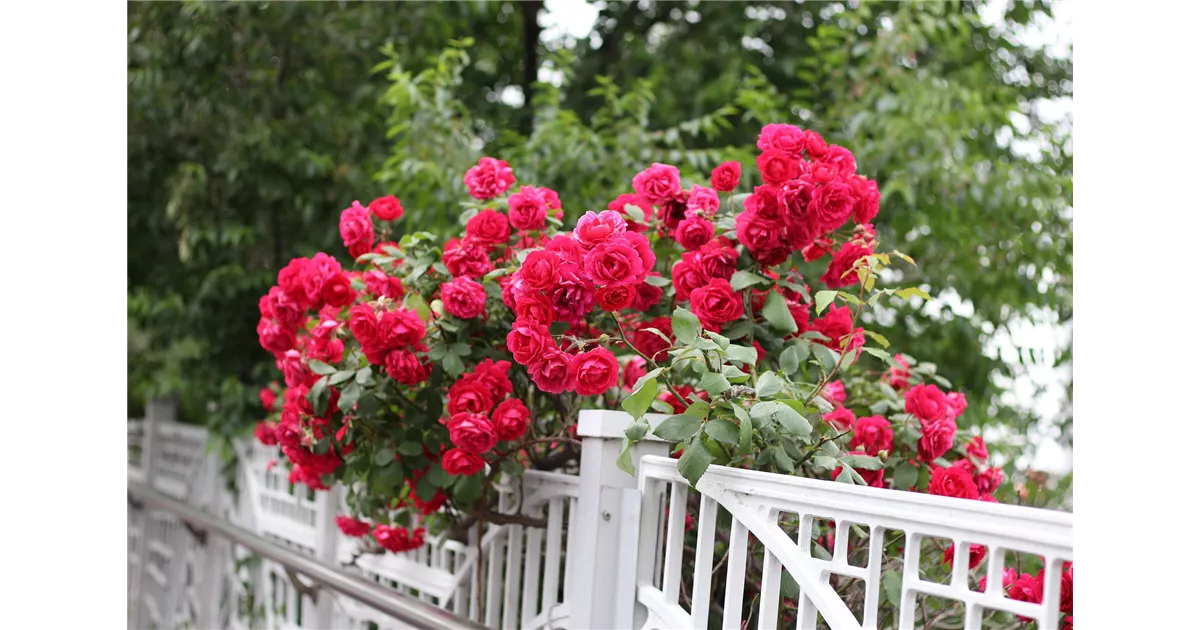 Rosen düngen einfach erklärt Tipps & Tricks Weingärtner