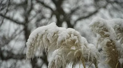 pampas-grass-snow.jpg