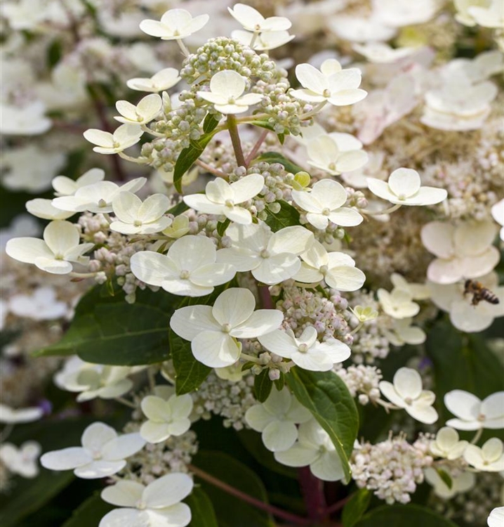 Hydrangea paniculata 'Confetti'®