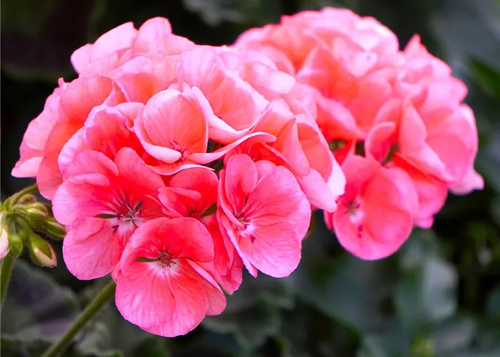 Geranien Tipps für die erfolgreiche Pflege Weingärtner Gartencenter