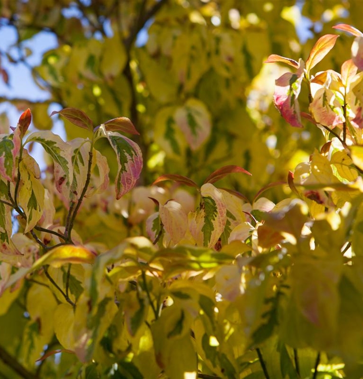 Cornus florida 'Cherokee Chief'
