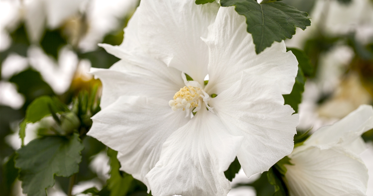 Hibiscus syriacus 'Eleonore'®, Garteneibisch 'Eleonore' -R