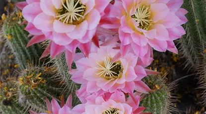 Echinopsis pexels-dillon-pena-11847879.jpg