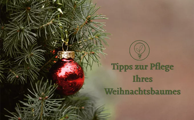 Tipps Weihnachtsbaumpflege.png