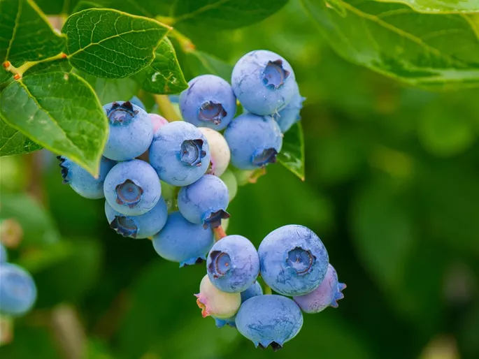 blueberries-gaf9901f6d_1920.jpg