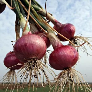 onions-g952f1abe1_1920.jpg