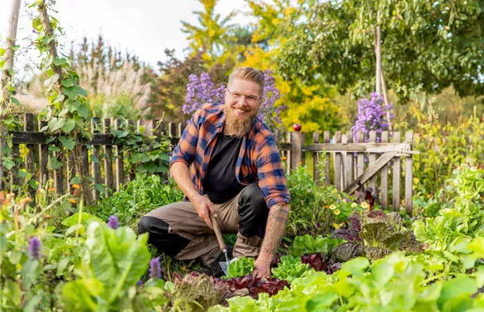 Gartengeräte - Mann erntet Salat mit Pflanzkelle