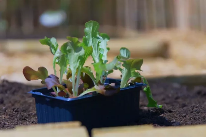 Salat - Einpflanzen ins Gemüsebeet (Thumbnail)