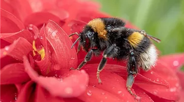 Bombus terrestris buff-tailed-bumblebee-4480904_1280.jpg