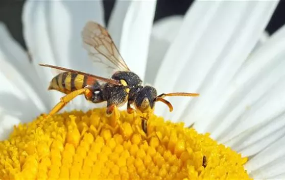 Nomada wasp-bee-1346659_1280.jpg