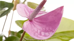 Anthurium x andreanum, rosa