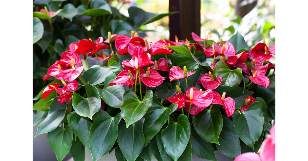 Anthurien Exotische Schönheiten für Ihr Zuhause Weingärtner