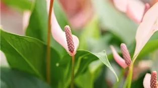 Anthurium x andreanum 'Lilli Rosa'