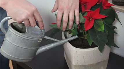 Weihnachtsstern – Einpflanzen in ein Gefäß 5