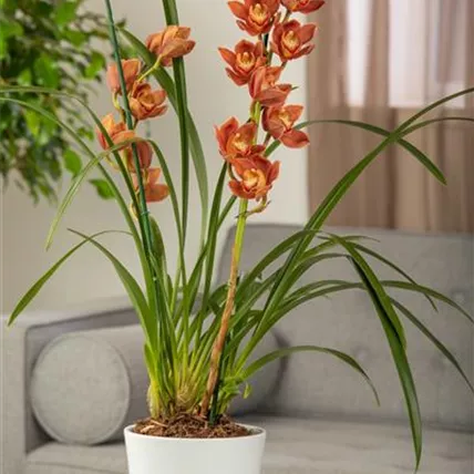 Cymbidium Orchidee Pflege