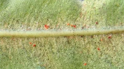 Spinnmilben an Oleander