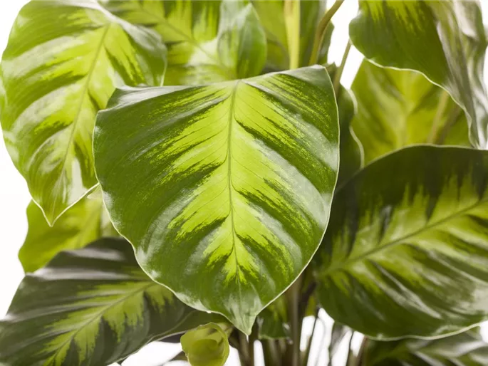 Calathea
