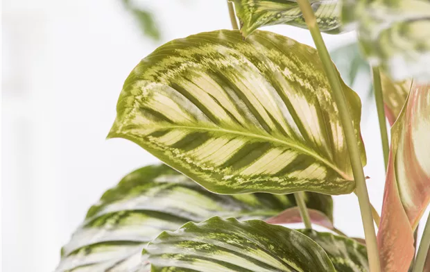 Calathea Calathea