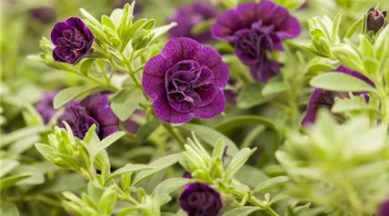 Calibrachoa 'Celebration® Double Aubergine'