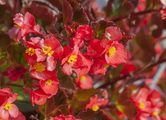 Begonia Baby Wing™