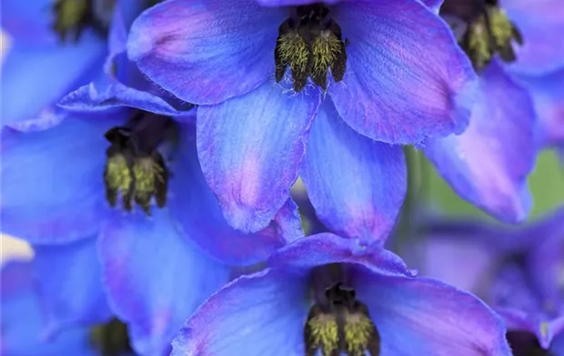 Delphinium