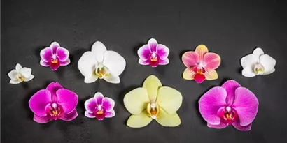 Orchideen – unsere Top 10 Besonderheiten