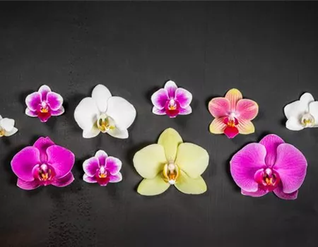 Orchideen – unsere Top 10 Besonderheiten Orchideen – unsere Top 10 Besonderheiten