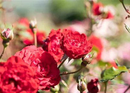 GS621204.jpg GS621204.jpg