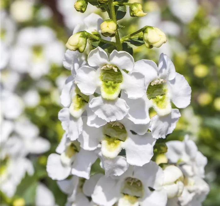 Angelonia angustifolia 'Archangel White'