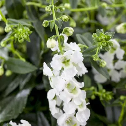 Angelonia 'AngelMist'®